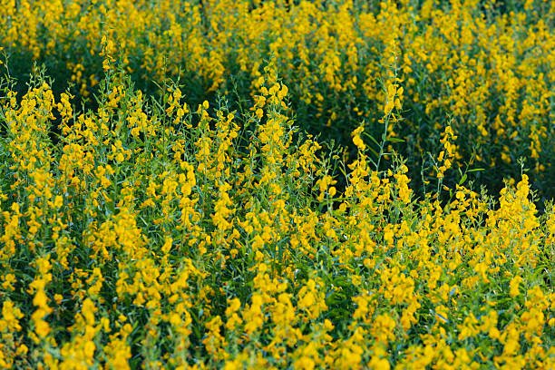 Crotalaria jaune